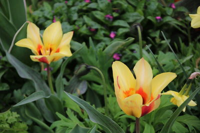 Close-up of flowers blooming outdoors