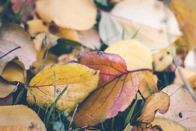 Close-up of yellow maple leaves