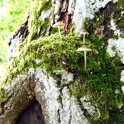 Moss growing on rock