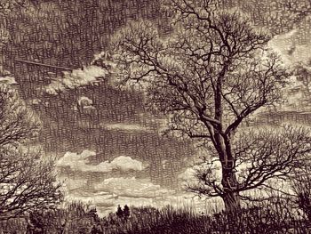 Bare tree against sky