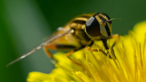 Close-up of insect on flower