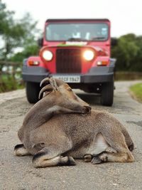 Endangared species nilgiri thar lying in front of thar vehicle