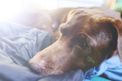 Close-up of dog resting