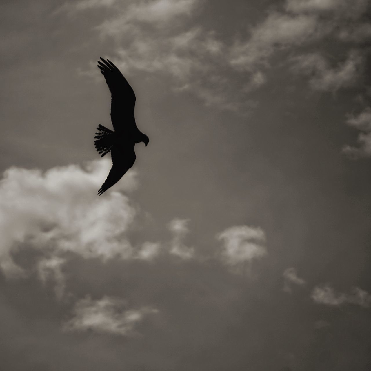 flying, low angle view, bird, animal themes, sky, mid-air, spread wings, animals in the wild, cloud - sky, silhouette, wildlife, one animal, cloudy, cloud, freedom, full length, nature, motion, outdoors, beauty in nature