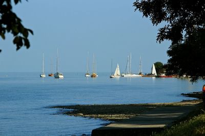 Sailboats in sea against clear sky