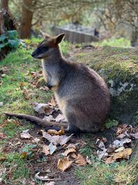 Side view of an animal on land