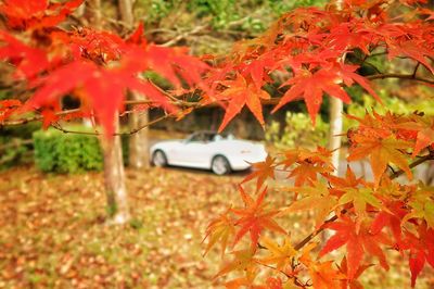 Close-up of red maple leaves on tree