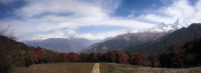 Trees on field by mountains against sky