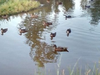 High angle view of ducks swimming in lake