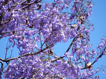 Low angle view of cherry blossoms against sky