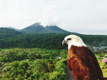 High angle view of bird on mountain against sky