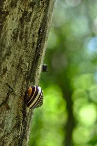 Close-up of insect on tree trunk