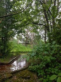 Trees in forest