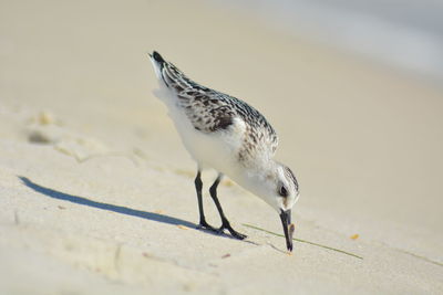 Close-up of bird on sand