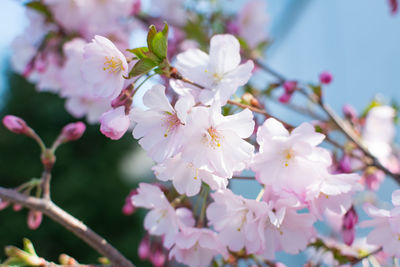 Branch of blossoming sakura in the spring garden