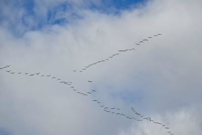 Low angle view of birds flying against sky