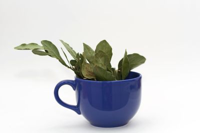 Close-up of plant against white background