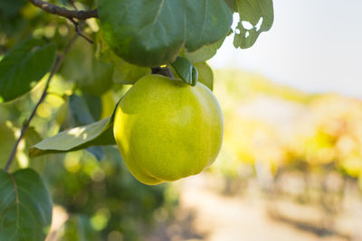 Ripe juicy organic natural quince ready for harvest on the tree at fall.