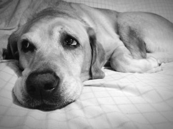 Dog sleeping on sofa