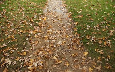 Close-up of fallen dry leaves on field