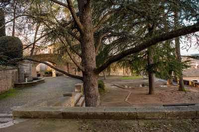 Empty road amidst trees in park