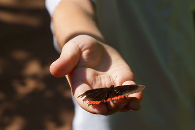 Close-up of hand holding crab