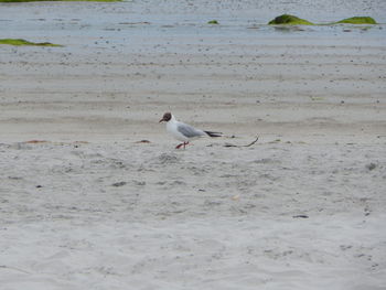 Seagull on beach