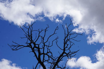 Low angle view of bare tree against blue sky