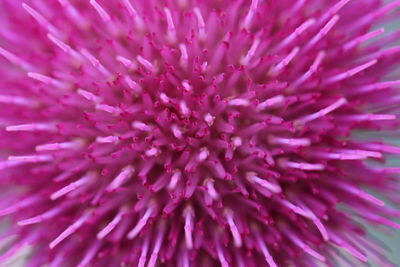 Macro shot of pink flower