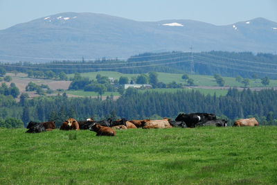View of sheep on field against mountain