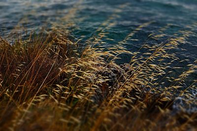 Close-up of water