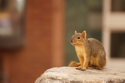 Close-up of squirrel