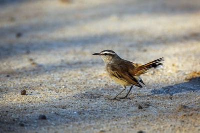 Close-up of bird perching on road