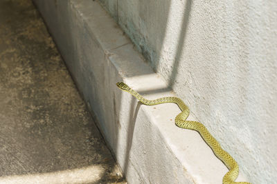 High angle view of lizard on wall