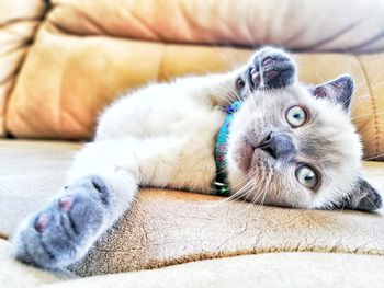 Close-up of cat resting on bed