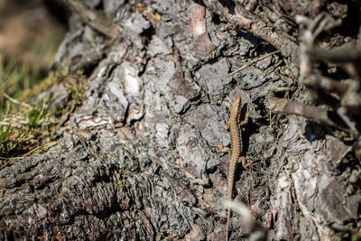 Close-up of lizard on tree trunk