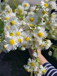 Close-up of daisy flowers