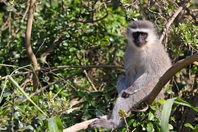 Vervet monkey sitting relaxed in a tree chlorocebus pygerythrus