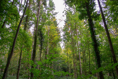 Low angle view of trees in forest