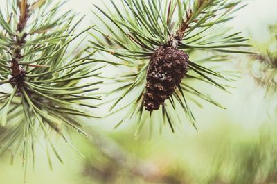 Close-up of pine cone on tree