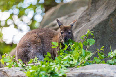 View of an animal on field