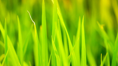 Full frame shot of fresh green grass