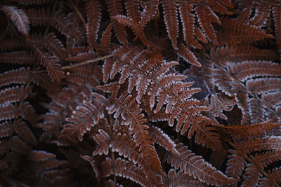 Full frame shot of starfish