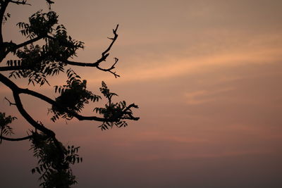 Low angle view of silhouette tree against romantic sky