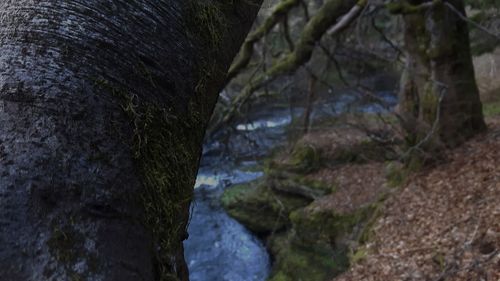 Close-up of tree trunk in forest