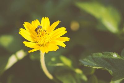 Close-up of yellow flower