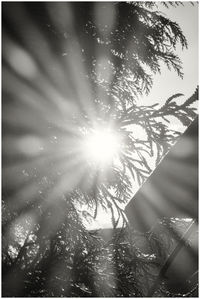 Sun shining through trees