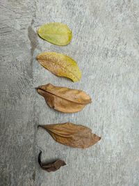 Close-up of dry leaves on table