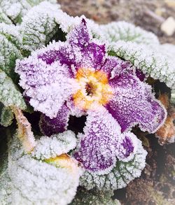 Close-up of purple flowers