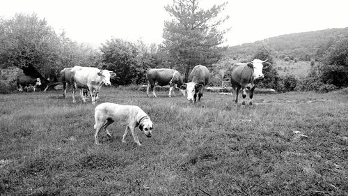 Sheep grazing on field